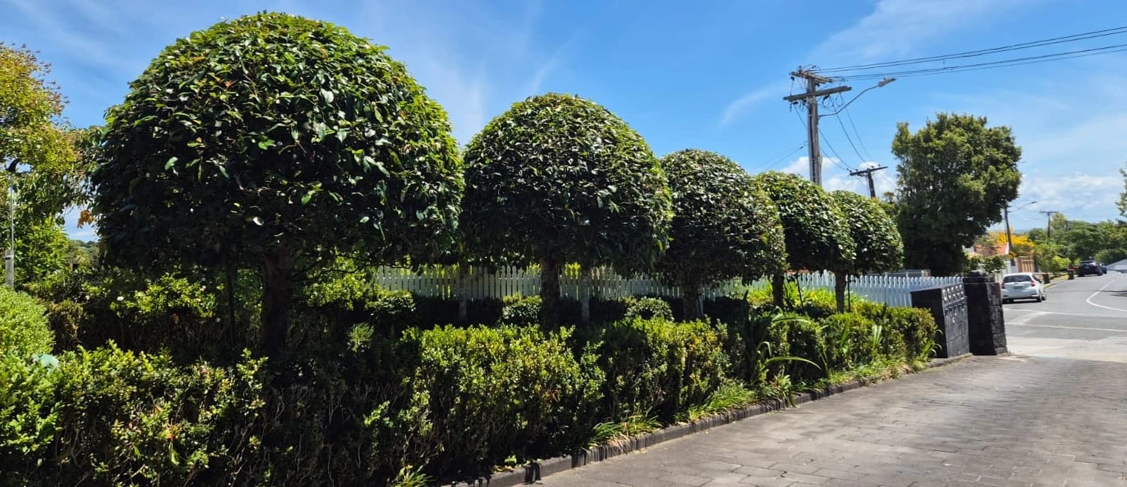 Plant pest and disease management